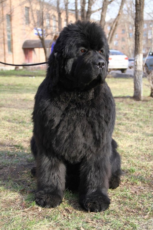 Фото: ньюфаундленд S'Nezhnaya Vjuga Alyaniko del Vulture (С'Нежная Вьюга Альянико Дель Вультуре)