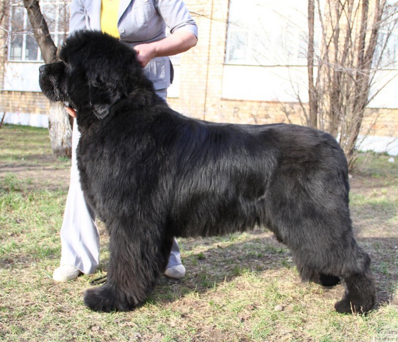 Фото: ньюфаундленд S'Nezhnaya Vjuga Alyaniko del Vulture (С'Нежная Вьюга Альянико Дель Вультуре)