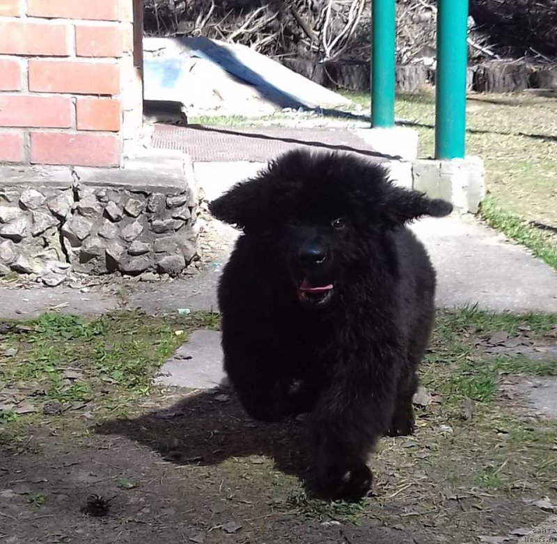 Фотография № 206492