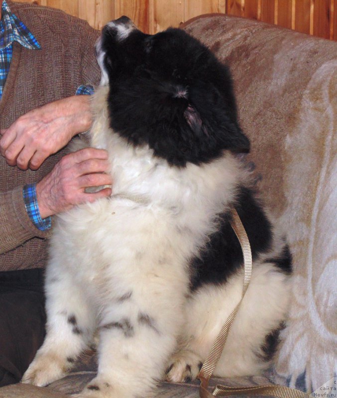 Фото: ньюфаундленд Barenc ot Karel'skih Medvedey (Баренц от Карельских Медведей)