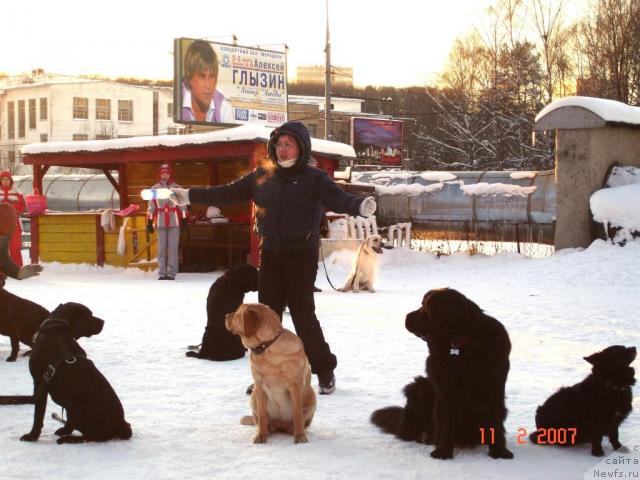 Фото: ньюфаундленд CHansi iz Zolotogo Treugol'nika (Чанси из Золотого Треугольника)