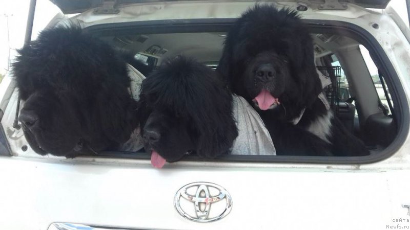 Фотография № 206503