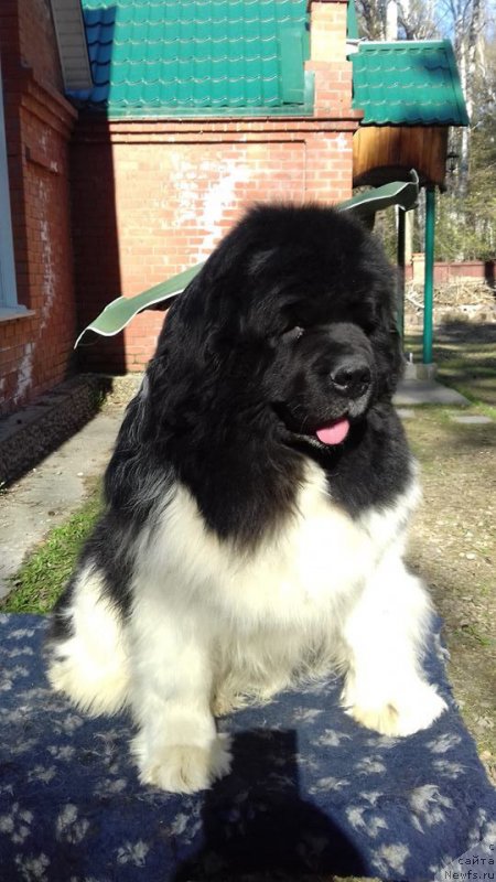 Фотография № 206505