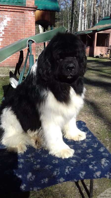 Фотография № 206506