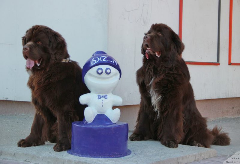 Фото: ньюфаундленд N'yufort Vashe Velichestvo Brabus (Ньюфорт Ваше Величество Брабус), ньюфаундленд Obush SHed YAntarnyiy Poceluy (Обуш Шед Янтарный Поцелуй)