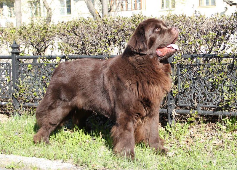 Фото: ньюфаундленд N'yufort Vashe Velichestvo Brabus (Ньюфорт Ваше Величество Брабус)