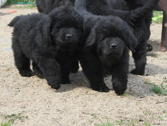 Фото: ньюфаундленд Grand Byebi Ariadna (Гранд Бэби Ариадна), ньюфаундленд Super Bizon Liliman (Супер Бизон Лилимэн)