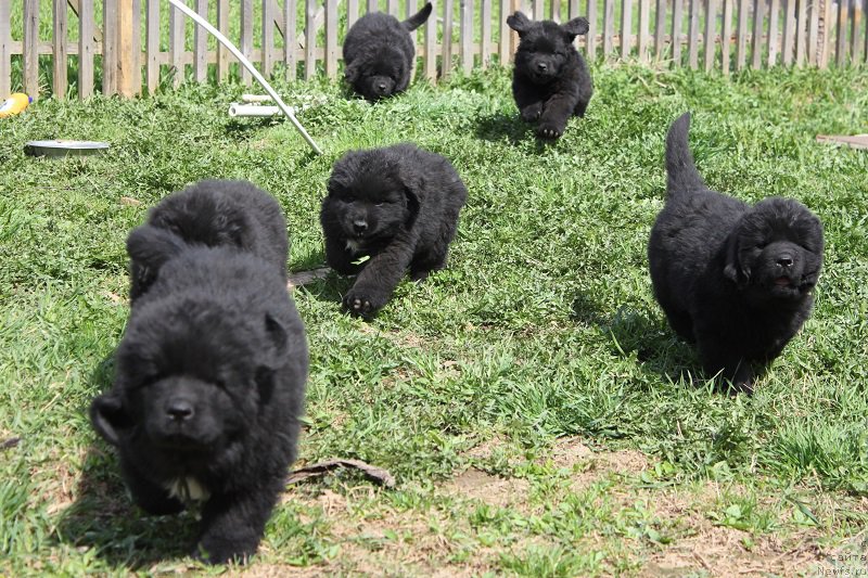 Фото: ньюфаундленд Grand Byebi Ariadna (Гранд Бэби Ариадна), ньюфаундленд Super Bizon Liliman (Супер Бизон Лилимэн)