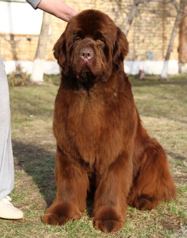 Фотография № 206520