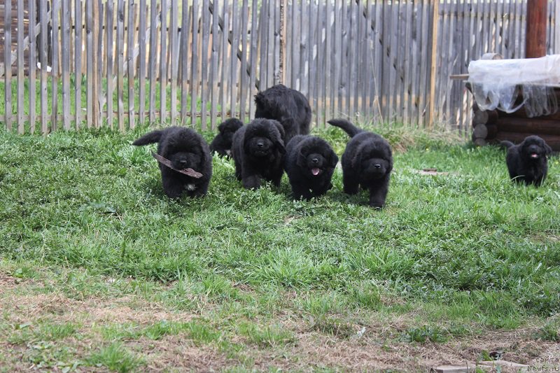 Фото: ньюфаундленд Grand Byebi Ariadna (Гранд Бэби Ариадна), ньюфаундленд Super Bizon Liliman (Супер Бизон Лилимэн)