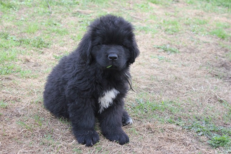 Фото: ньюфаундленд Terra Viktoriya Blyu Drim (Терра Виктория Блю Дрим)