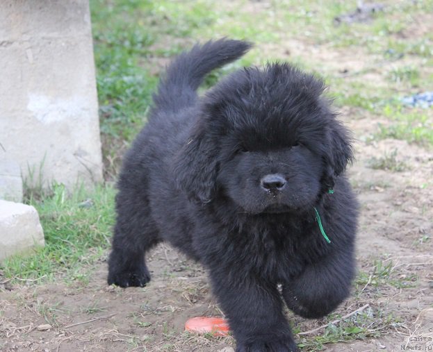 Фото: ньюфаундленд Terra Viktoriya Bulava Bogatyirya (Терра Виктория Булава Богатыря)