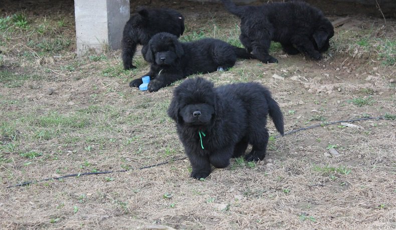 Фото: ньюфаундленд Grand Byebi Ariadna (Гранд Бэби Ариадна), ньюфаундленд Super Bizon Liliman (Супер Бизон Лилимэн)