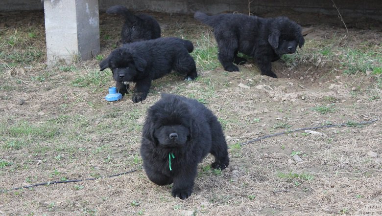 Фото: ньюфаундленд Grand Byebi Ariadna (Гранд Бэби Ариадна), ньюфаундленд Super Bizon Liliman (Супер Бизон Лилимэн)