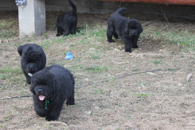 Фото: ньюфаундленд Grand Byebi Ariadna (Гранд Бэби Ариадна), ньюфаундленд Super Bizon Liliman (Супер Бизон Лилимэн)