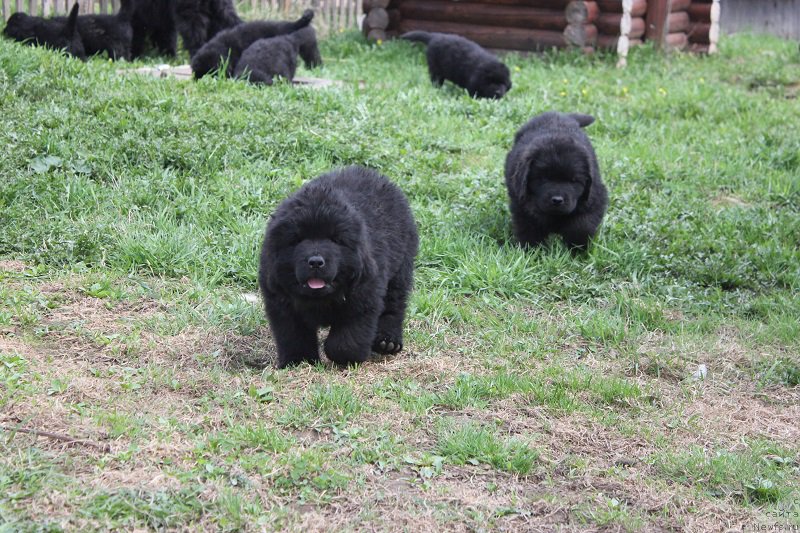 Фото: ньюфаундленд Grand Byebi Ariadna (Гранд Бэби Ариадна), ньюфаундленд Super Bizon Liliman (Супер Бизон Лилимэн)