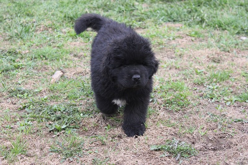 Фото: ньюфаундленд Terra Viktoriya Big Mazzi (Терра Виктория Биг Маззи)