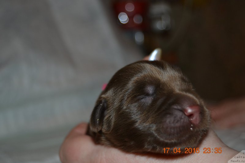 Фото: ньюфаундленд Zhdanny Syn Vialiki Miadzvedz, ньюфаундленд Djakonda (Джаконда)