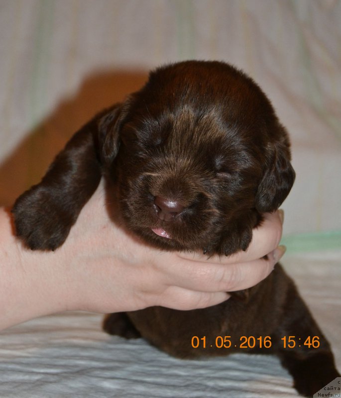 Фото: ньюфаундленд Zhdanny Syn Vialiki Miadzvedz, ньюфаундленд Djakonda (Джаконда)