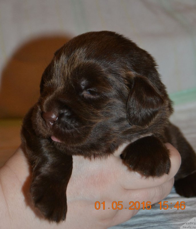 Фото: ньюфаундленд Zhdanny Syn Vialiki Miadzvedz, ньюфаундленд Djakonda (Джаконда)