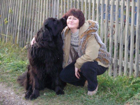 Фото: ньюфаундленд Adriana Arktos Oldayv (Адриана Арктос Олдайв)