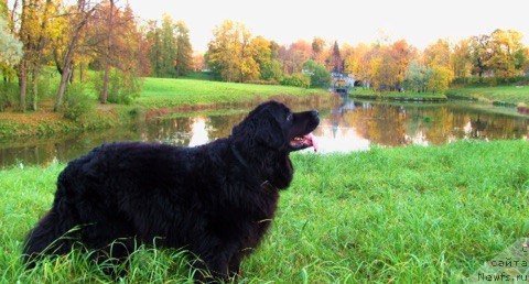 Фото: ньюфаундленд Adriana Arktos Oldayv (Адриана Арктос Олдайв)