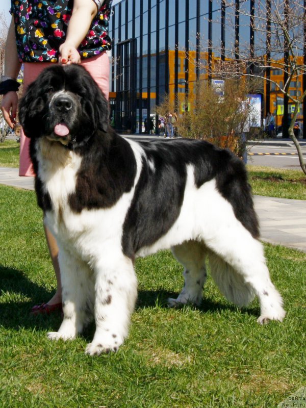 Фото: ньюфаундленд Piternyuf Banzay (Питерньюф Банзай)