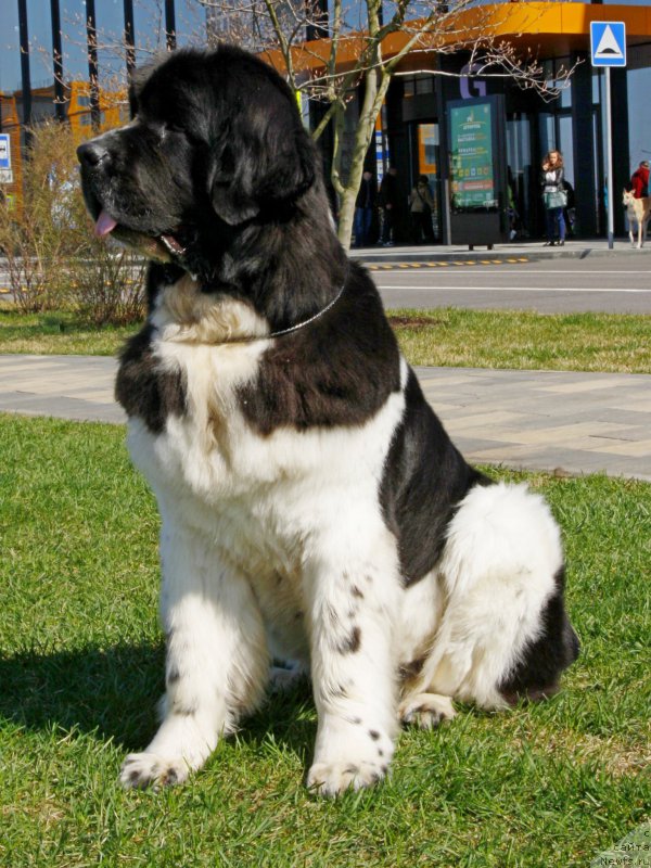 Фотография № 206559