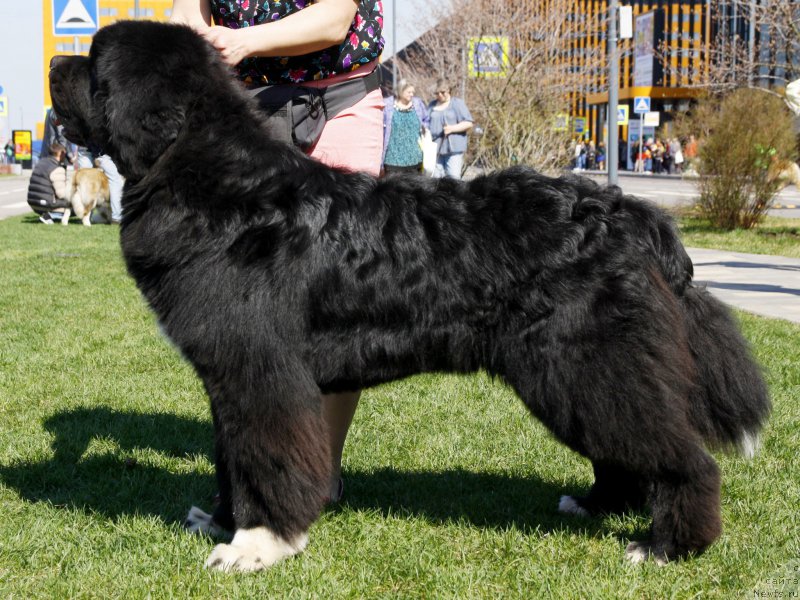 Фото: ньюфаундленд Piternyuf Omnia Vincet Amor (Питерньюф Омниа Винсет Амор)