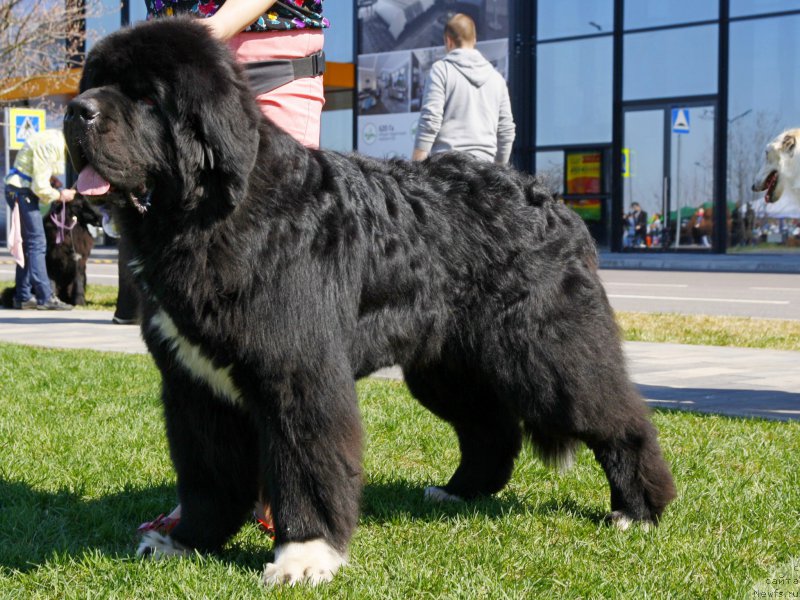 Фото: ньюфаундленд Piternyuf Omnia Vincet Amor (Питерньюф Омниа Винсет Амор)
