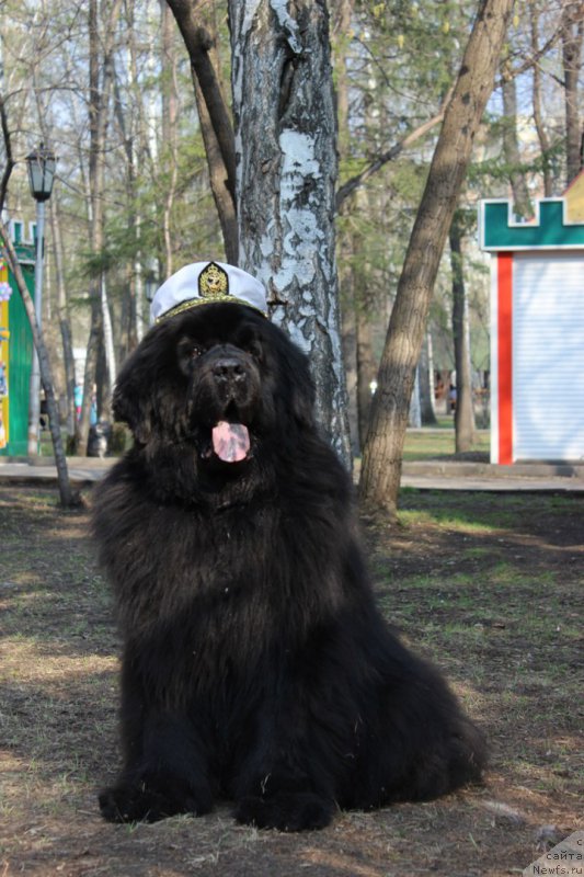 Фото: ньюфаундленд Vincent iz Medvejyego Yara (Винсент из Медвежьего Яра)