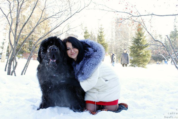 Фото: ньюфаундленд Vincent iz Medvejyego Yara (Винсент из Медвежьего Яра)