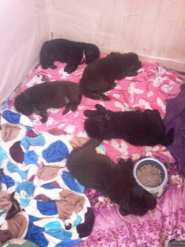 Фото: ньюфаундленд N'yufort Lapochka Dochka (Ньюфорт Лапочка Дочка)