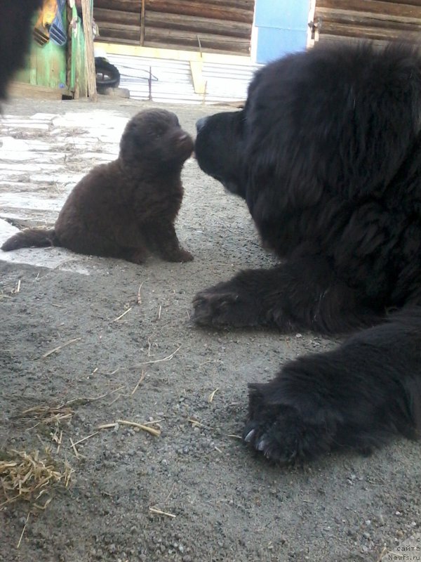 Фото: ньюфаундленд N'yufort Lapochka Dochka (Ньюфорт Лапочка Дочка)