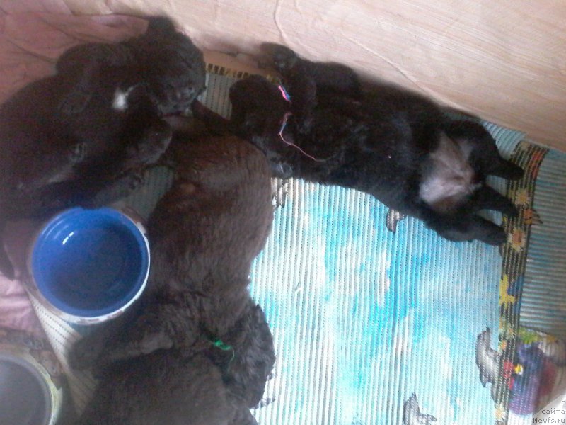 Фото: ньюфаундленд N'yufort Lapochka Dochka (Ньюфорт Лапочка Дочка)