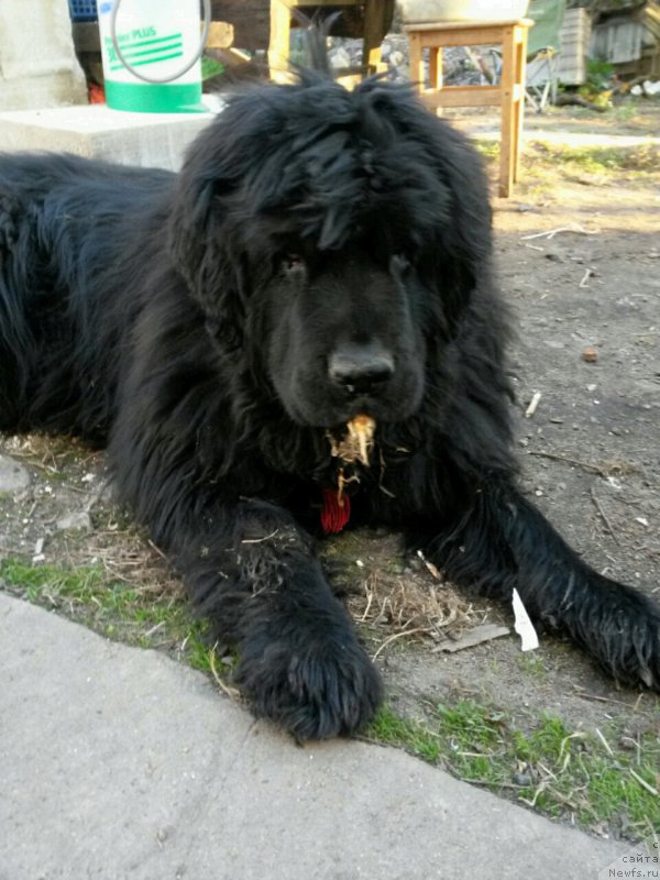 Фотография № 206585