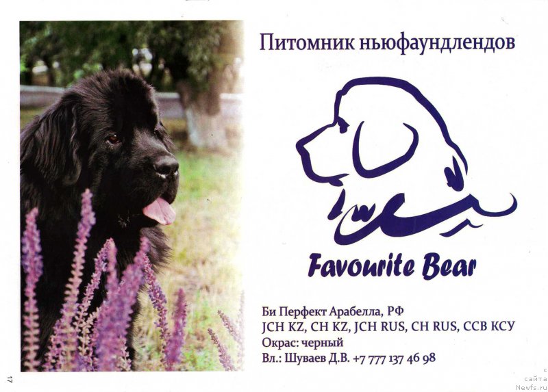 Фото: ньюфаундленд Bi Perfekt Arabella (Би Перфект Арабелла)