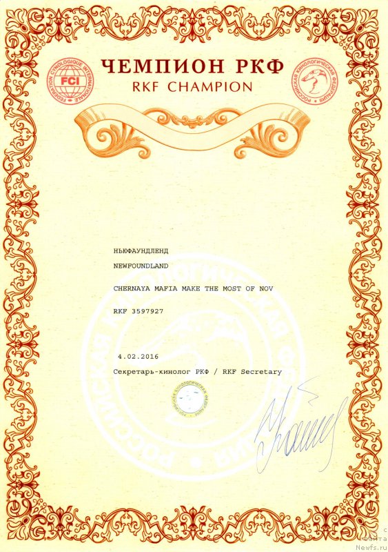 Фото: ньюфаундленд Chernaya Mafia Make the Most of Now (Черная Мафия Маке Тхе Мост оф Нов)