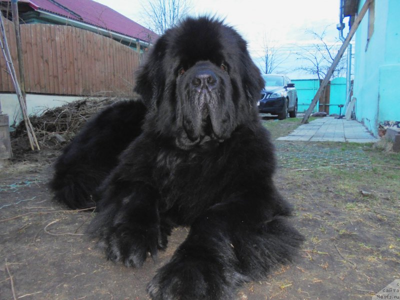 Фото: ньюфаундленд Chernaya Mafia Short and Sweet (Черная Мафия Шорт анд Свеет)