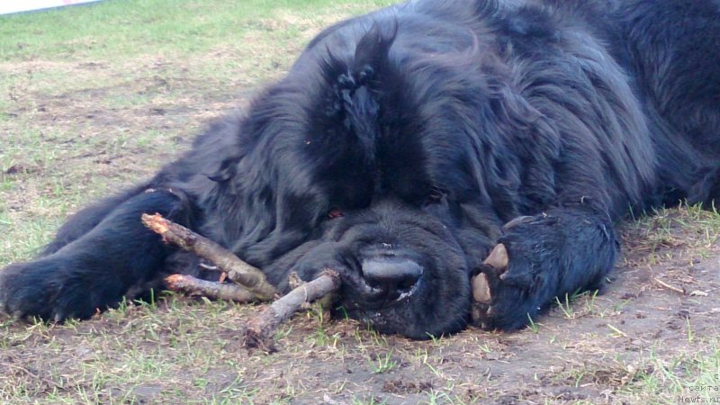 Фото: ньюфаундленд Chernaya Mafia Short and Sweet (Черная Мафия Шорт анд Свеет)