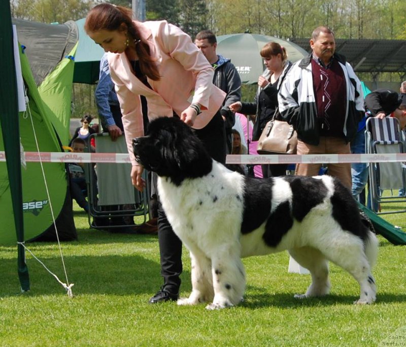 Фото: ньюфаундленд Chernaya Mafia Zebra Time (Черная Мафия Зебра Тиме)