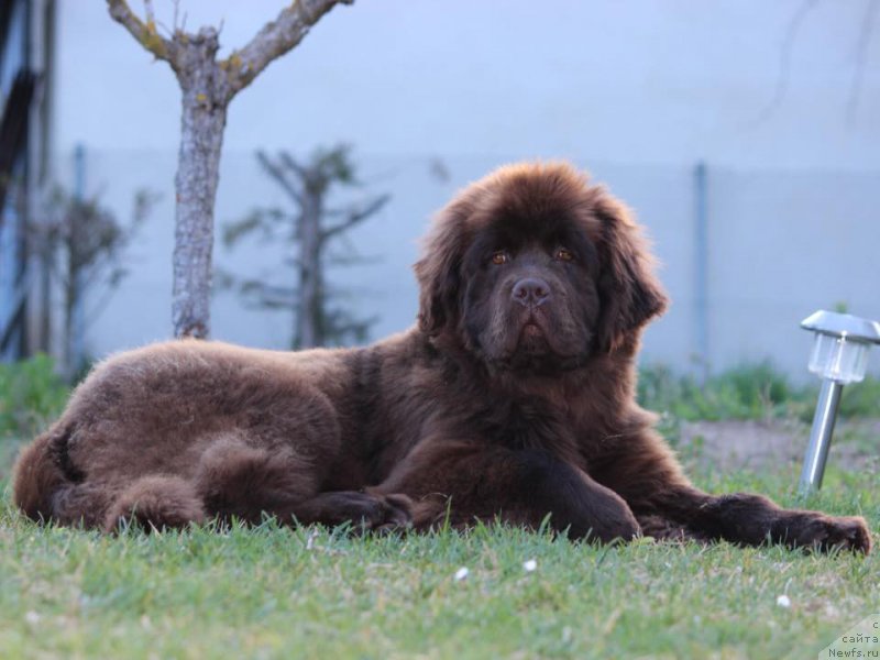 Фото: ньюфаундленд Funnewf Adriatika (Фанньюф Адриатика)