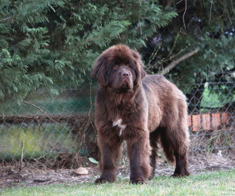 Фото: ньюфаундленд Funnewf Adriatika (Фанньюф Адриатика)