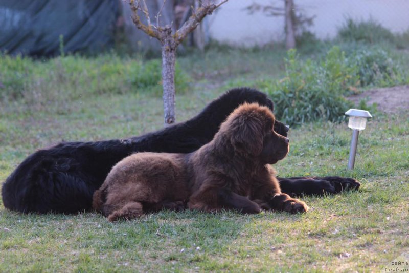 Фото: ньюфаундленд Funnewf Adriatika (Фанньюф Адриатика)