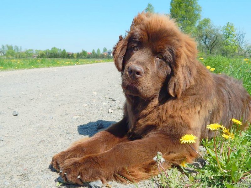 Фото: ньюфаундленд Funnewf Antarktika (Фанньюф Антарктика)