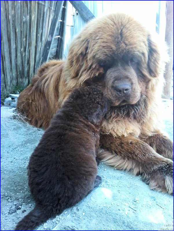 Фото: ньюфаундленд Brownblood MSK Hakim Gold Haydar (Браунблад МСК Хаким Голд Хайдар), ньюфаундленд N'yufort Lapochka Dochka (Ньюфорт Лапочка Дочка), мальчик зелёная лента