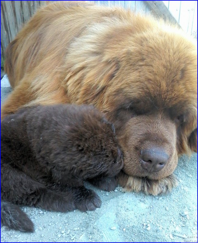 Фото: ньюфаундленд Brownblood MSK Hakim Gold Haydar (Браунблад МСК Хаким Голд Хайдар), ньюфаундленд N'yufort Lapochka Dochka (Ньюфорт Лапочка Дочка), мальчик зелёная лента