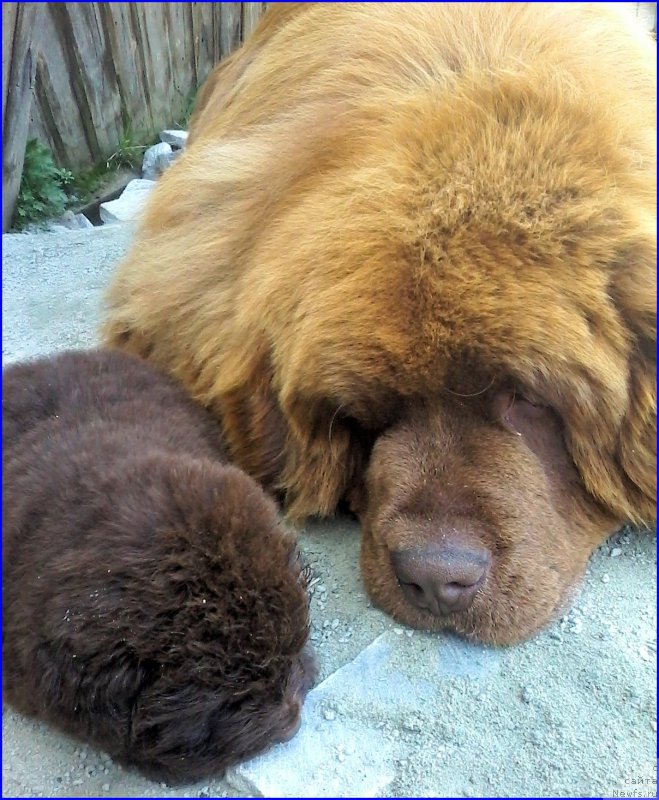 Фото: ньюфаундленд Brownblood MSK Hakim Gold Haydar (Браунблад МСК Хаким Голд Хайдар), ньюфаундленд N'yufort Lapochka Dochka (Ньюфорт Лапочка Дочка), мальчик зелёная лента