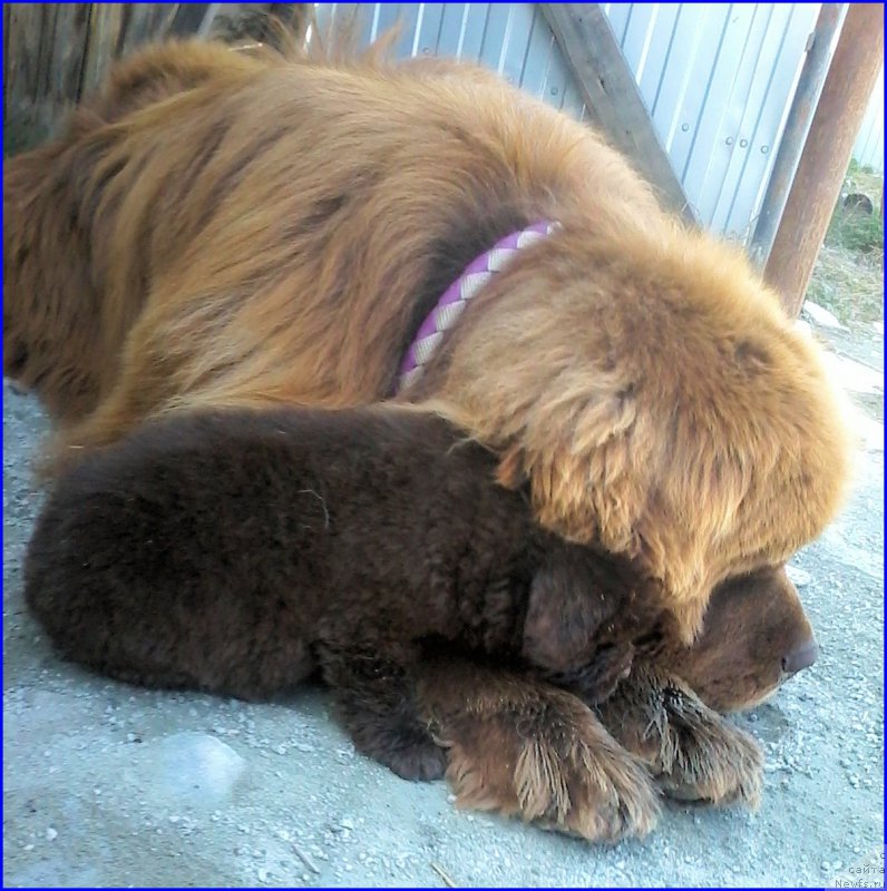 Фото: ньюфаундленд Brownblood MSK Hakim Gold Haydar (Браунблад МСК Хаким Голд Хайдар), ньюфаундленд N'yufort Lapochka Dochka (Ньюфорт Лапочка Дочка), мальчик зелёная лента