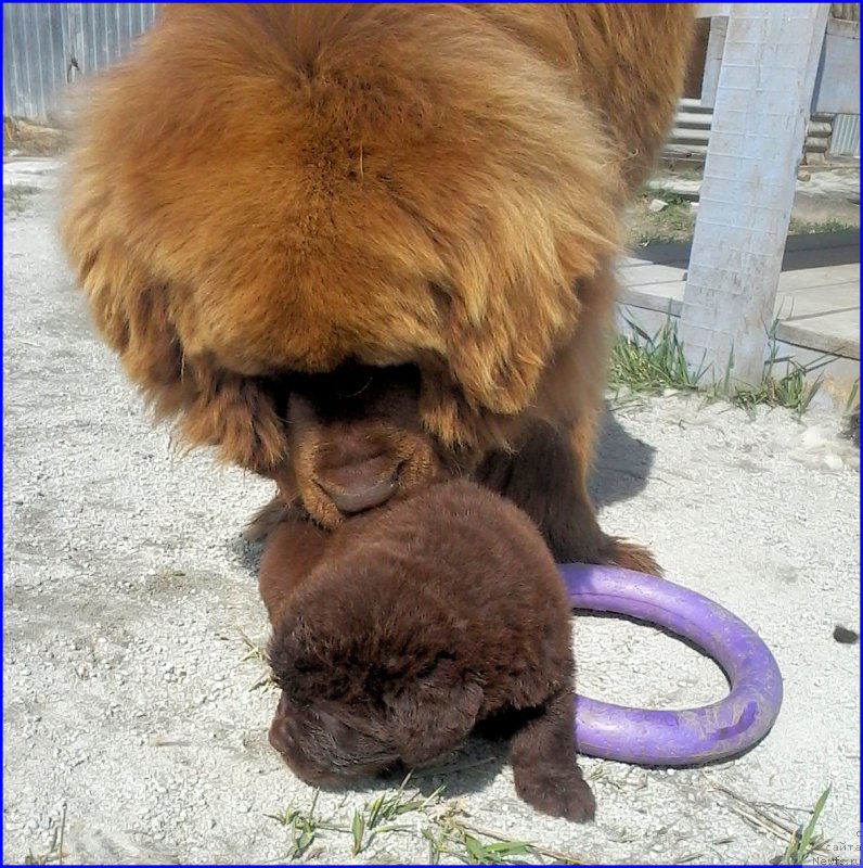 Фото: ньюфаундленд Brownblood MSK Hakim Gold Haydar (Браунблад МСК Хаким Голд Хайдар), ньюфаундленд N'yufort Lapochka Dochka (Ньюфорт Лапочка Дочка), мальчик зелёная лента